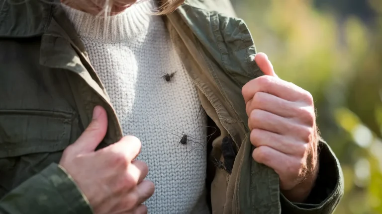 Kleszcze po spacerze : jeden pomijany detal w ubraniach, przez który ryzyko rośnie szybciej