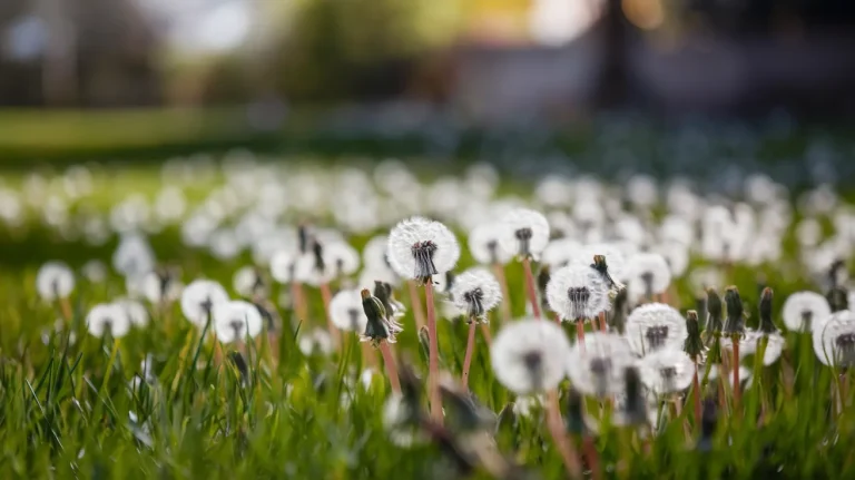 Mniszki na trawniku : błąd, który wielu robi przed białymi kulami, a potem trudno to odkręcić