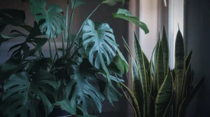 Monstera, sansewieria… co niewielu zauważa : dlaczego te rośliny trzymają się w ciemności