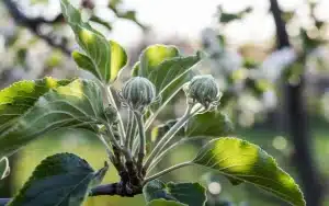 Owoce spadają, zanim dojrzeją ? Mały gest, który robi wielu : co się dzieje w sadzie teraz