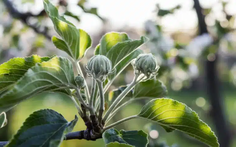 Owoce spadają, zanim dojrzeją ? Mały gest, który robi wielu : co się dzieje w sadzie teraz