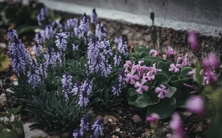 Te rośliny okrywowe robią coś, czego wielu nie zauważa : latem ogród jest bezpieczniejszy niż myślisz