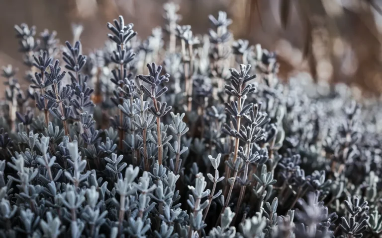 Twoja lawenda po zimie wygląda na martwą ? Oto gest przy cięciu, który wielu robi odwrotnie : fatalny szczegół