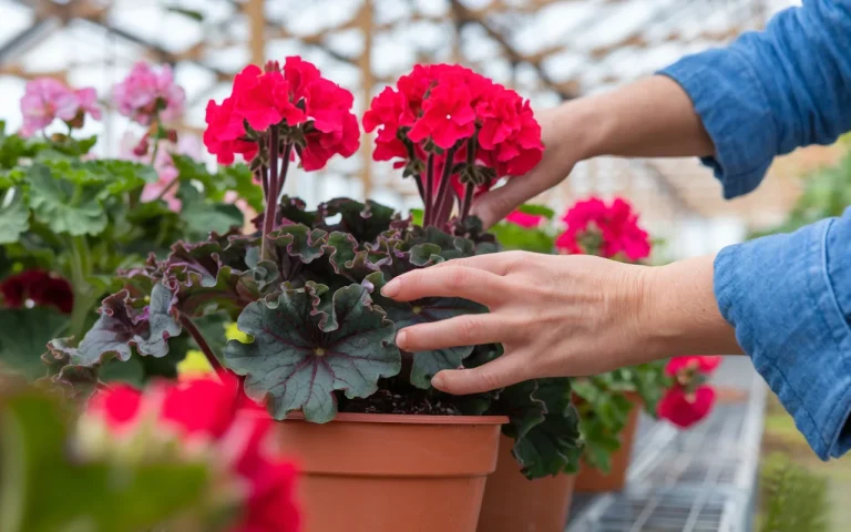 Twoje rośliny marnieją tuż po zakupie ? Wszyscy robią ten gest najpierw : a potem coś je dobija