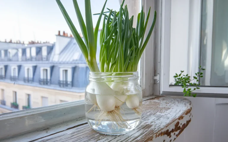 Zielona cebulka, wielki błąd: co robimy z końcówkami i czemu później szybko żałujemy