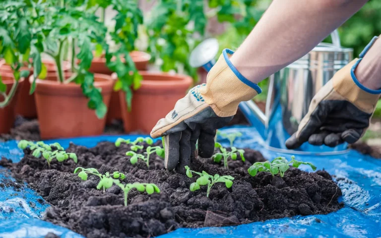 Stary kompost w worku : detal, który wielu pomija, a potem dziwi się, co dzieje się w ogrodzie