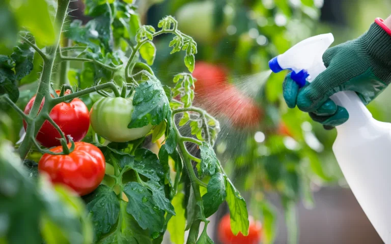 Bicarbonate de soude sur les plants de tomates, la méthode pour une récolte plus saine