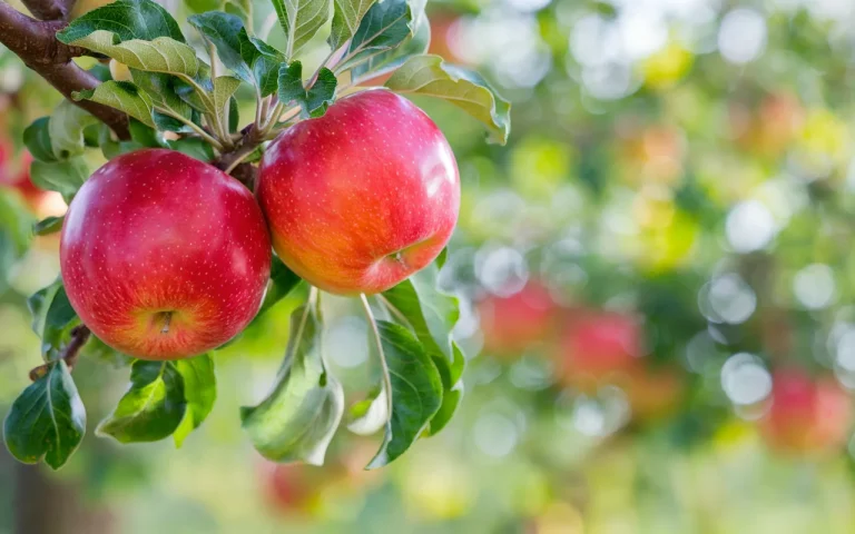 Canicule: à quelle heure arroser vos pommiers pour économiser l’eau et protéger les fruits