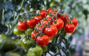 Le souci, planté au pied des tomates, aide les jardiniers à récolter plus de fruits