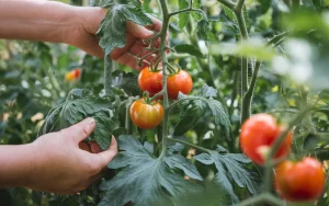 10 Sekund raz w tygodniu przy pomidorach, a owoce będą większe i bardziej aromatyczne