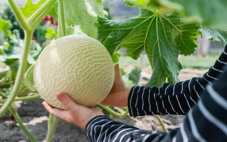 Permakulturowiec radzi, jak rozpoznać, że melon jest już gotowy do zbioru