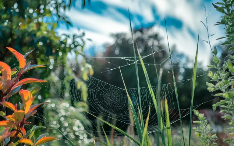 Te ogrodowe pająki zaczynają „latać” we wrześniu. Winne zjawisko niewidoczne gołym okiem