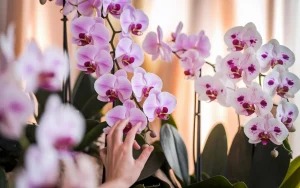 Po co wkładać kawałki korka do doniczki z orchideą i dlaczego to pomaga roślinie