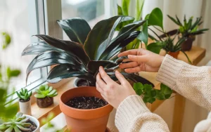 Zanim schowasz rośliny do domu na zimę, zrób ten prosty krok, by nie wnieść szkodników